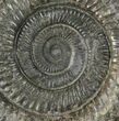 Dactylioceras Ammonite Fossil - England #100468-1